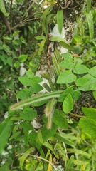 Cactoideae