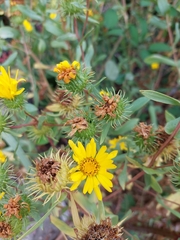 Grindelia