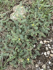 Tribulus terrestris
