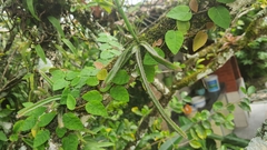 Cactoideae