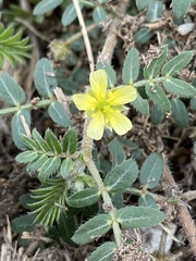 Tribulus terrestris