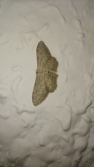 Idaea minuscularia