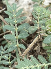 Tribulus terrestris