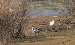 Recurvirostra avosetta