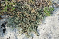 Genista albida
