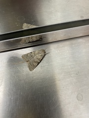 Noctuoidea
