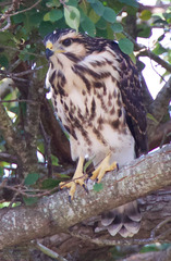 Buteo plagiatus