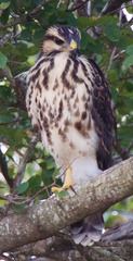 Buteo plagiatus