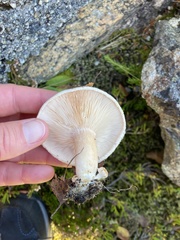 Lactarius helvus