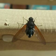 Satyramoeba hetrusca