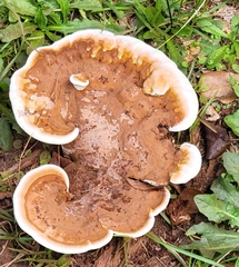 Ganoderma applanatum