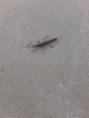 Anisomorpha buprestoides