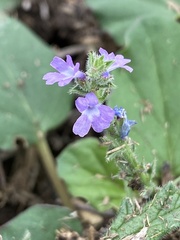 Verbena canescens