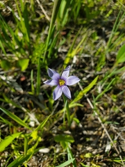 Sisyrinchium