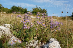 Aster amellus bessarabicus