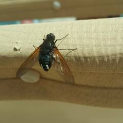 Satyramoeba hetrusca