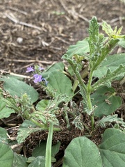 Verbena canescens
