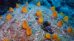 Siphonodictyon coralliphagum