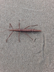 Anisomorpha buprestoides