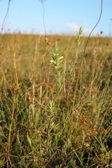 Odontites glutinosus