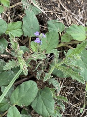 Verbena canescens