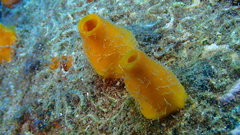 Siphonodictyon coralliphagum