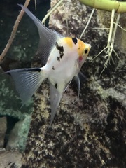 Pterophyllum scalare