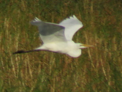 Ardea alba melanorhynchos