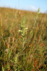 Odontites glutinosus