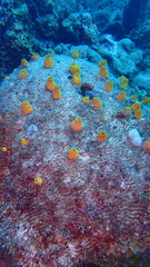 Siphonodictyon coralliphagum