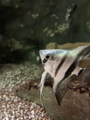 Pterophyllum scalare