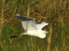 Ardea alba melanorhynchos