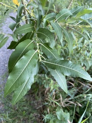 Salix eriocephala