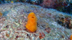 Siphonodictyon coralliphagum