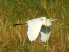 Ardea alba melanorhynchos