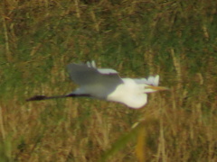 Ardea alba melanorhynchos