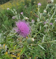 Cirsium altissimum