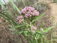 Pluchea odorata odorata