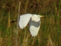 Ardea alba melanorhynchos