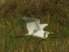 Ardea alba melanorhynchos
