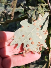 Neuroterus numismalis