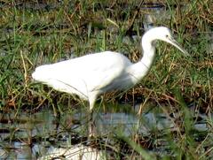 Egretta garzetta garzetta