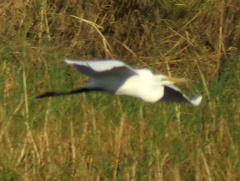 Ardea alba melanorhynchos