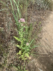 Pluchea odorata odorata