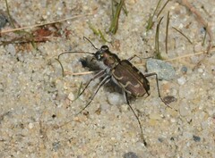 Cicindela repanda