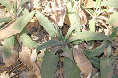 Salvia spathacea