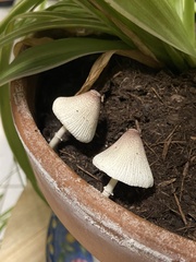 Leucocoprinus ianthinus