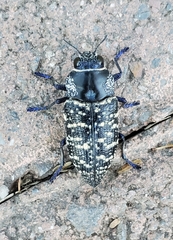 Lampetis dilaticollis