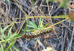 Hyles euphorbiae