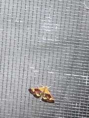Pyrausta orphisalis